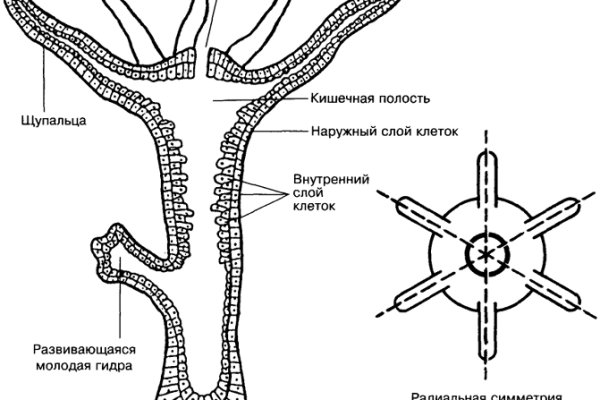 Кракен современный даркнет маркет плейс